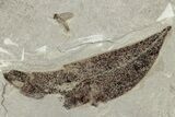 Detailed Fossil Feather, Leaf, Crane Flies & Beetle - Utah #242713-4